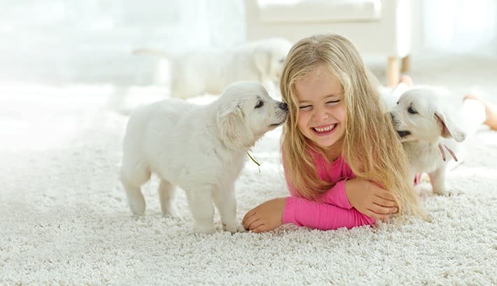 Carpet Cleaning